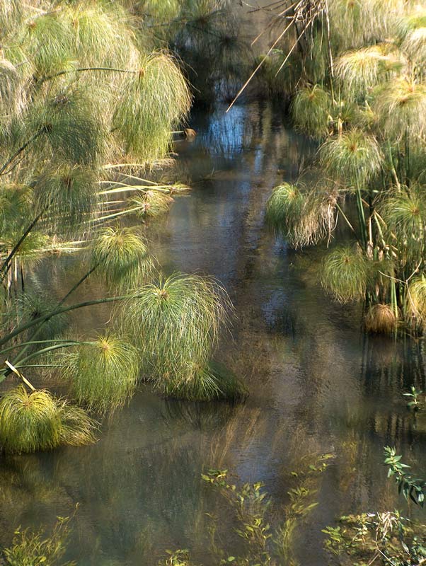 Cyperus papyrus